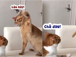 Chú mèo bị đồng bọn đánh không trượt phát nào vẫn 'không đau'