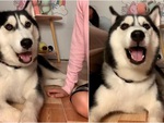Cô chủ ngỡ ngàng khi thấy husky biết nói