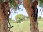 Rắn hổ mang bị khỉ lôi ra nghịch như đồ chơi