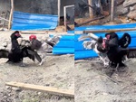 Gà trống hổ báo bị ngan đánh tơi bời