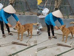 Chú chó cắn dây giúp chủ làm việc