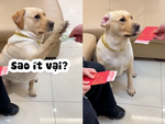 Chú chó đòi sen lì xì bằng phong bì
