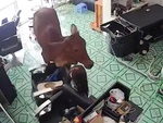 Chủ quán và khách bỏ chạy khi bò lao vào tiệm cắt tóc