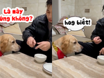 Chú chó không cưỡng lại được cơn đói khi sen bắt canh cục xương