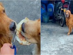 Chú chó hờn dỗi khi sen chia bánh không đều
