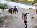 Cậu bé 'ngã dập mông' vì cưỡi bò