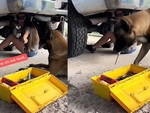 Chú chó biết phụ sen lấy dụng cụ sửa ô tô
