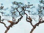 Báo bị biến thành trò hề khi leo cây bắt khỉ