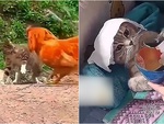 Mèo hổ báo bị gà đánh nội thương