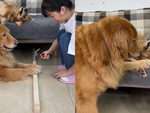Chú chó lém lỉnh đùn đẩy việc khó cho đồng bọn