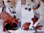 Chó con hổ báo tham ăn