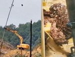 Tài xế bị quả báo khi rung cây lấy tổ ong