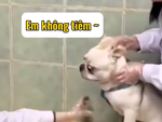 Cười sảng với những chú chó sợ tiêm