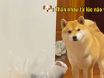 Biểu cảm hài hước của những chú chó khi 'ghen'