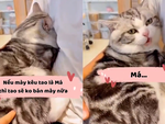 Chú mèo thay đổi thái độ khi nghe sen dọa bán