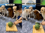 Ba chú chó lươn lẹo đổ tội cho đồng bọn khi bị ông chủ dọa