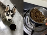 Husky bướng bỉnh đòi ăn đúng quy trình mới chịu