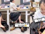 Chú chó hậm hực khi bị sen gác chân lên người