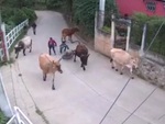 Hai thanh niên chạy xe máy ôm cua tông thẳng vào đàn bò