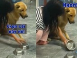 Chú chó giúp cô chủ báo thù sau nhiều lần bị thua đau