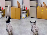 Chú mèo bị đồng bọn chơi xấu
