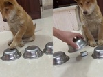 Cún con thông minh khiến sen bất lực chịu thua