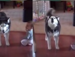 Em bé khóc bị husky lêu lêu