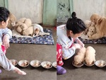 Chó mẹ tha từng con ra ngoài bắt ăn cơm