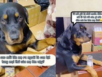 Chú chó buồn bã vì bị sen trách phạt tội phá đồ
