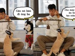 Husky xúi giục sen bán mèo vì suốt ngày bị ăn hiếp