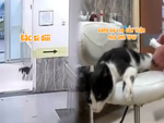 Chú mèo tự tìm đến bệnh viện để được điều trị vết thương