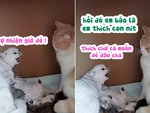 Mèo nổi cáu với bạn đời vì phải chăm con quá mệt
