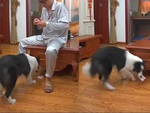 Chú chó đáo để thấy sen rơi tiền vội lượm giấu vào ngăn kéo