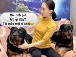 Chú chó mắc mệt với bà chủ vì suốt ngày bị trêu ghẹo