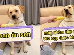 Chú chó đòi sen bóc ngô cho ăn