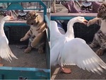 Hổ bị ngỗng bắt nạt