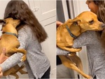 Chú chó ôm chặt cô chủ không chịu rời xa
