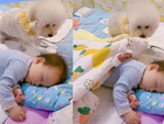 Cún con tắt điện, kéo chăn đắp cho cậu chủ ngủ