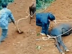 Bò giả chết để không phải cày ruộng