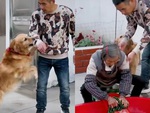 Chú chó bắt cậu chủ giặt quần áo cho mẹ già