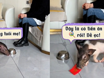 Chú heo năm mới chạy đến chúc mừng cô chủ để xin tiền lì xì