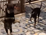 Chú chó ăn chơi đàn đúm với bạn bè mang hậu quả về báo nhà