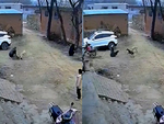 Hai chú chó rượt đuổi nhau báo hại ông chủ bị ngã đau