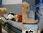 Chú chó liên tục bị mèo ăn hiếp được chủ cho đeo mặt nạ