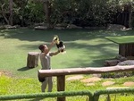 Màn giới thiệu chim cực kỳ ấn tượng ở Vinpearl Safari Phú Quốc