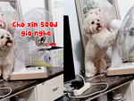 Chú cún thông minh biết giành quạt với cậu chủ