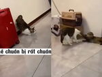 Chú mèo hổ báo bất ngờ ngoan hiền lạ thường