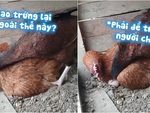 Gà mái ấp trứng cẩu thả bị đồng bọn ký đầu