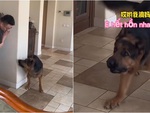 Chú chó '5 lần 7 lượt' bị sen hù hết hồn