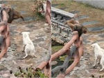 'Ngộ Không' trêu chó bị cắn không trượt phát nào